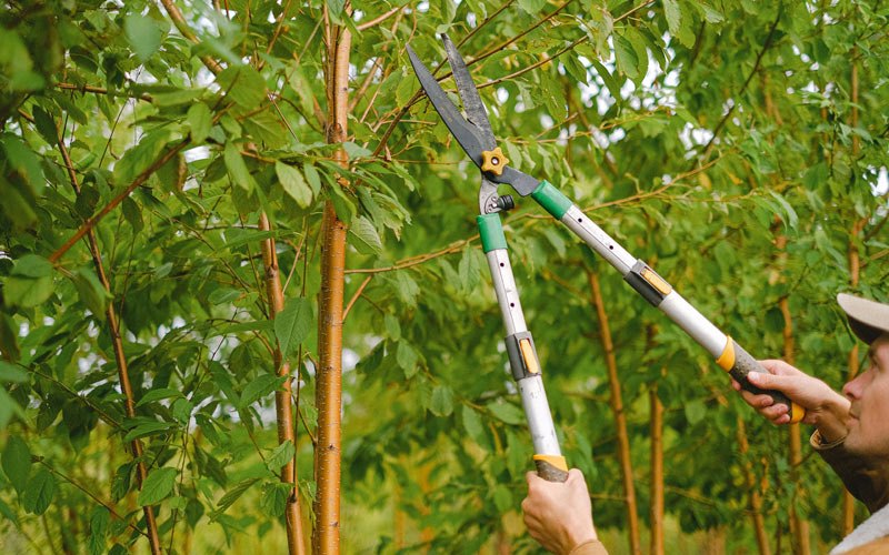 Tree trimming in Fair Oaks, IN